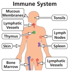 Immune-System-800